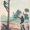 A Negro ascending a Palm Tree for its Wine