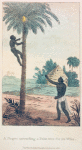 A Negro ascending a Palm Tree for its Wine