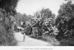 A typical West Indian roadside scene.