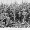Negroes cutting sugar-canes.