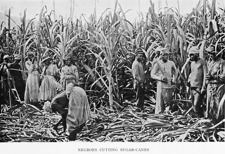 Negroes cutting sugar-canes.