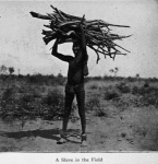 A slave in the field.