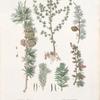 Pinus Laryx; Listvenitsa [larch]