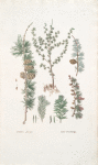Pinus Laryx; Listvenitsa [larch]
