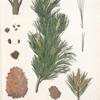 Pinus cembra; Kedr sibirskoi [Siberian pine]