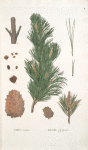 Pinus cembra; Kedr sibirskoi [Siberian pine]