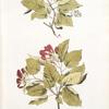 Acer tataricum;  Neklen
