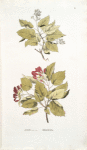 Acer tataricum;  Neklen