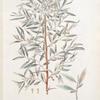 Eleagrus angustifolia;  Lokh stiepnoi