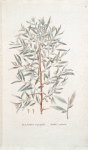 Eleagrus angustifolia;  Lokh stiepnoi