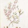 Amigdalus nana;  Bobovnik ili dikii persik  [Wild peach]