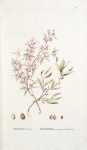 Amigdalus nana;  Bobovnik ili dikii persik  [Wild peach]