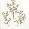 Amigdalus incana; Bobovnik podbiel