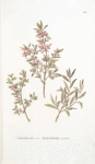 Amigdalus incana; Bobovnik podbiel