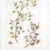 Prunus sibirica;  Sliva kamennaia [Stony prune]
