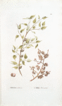 Prunus sibirica;  Sliva kamennaia [Stony prune]