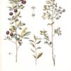 Cerasus fruticosa;  Vishenka stepnaia [Steppe sour cherry]