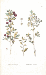 Cerasus fruticosa;  Vishenka stepnaia [Steppe sour cherry]