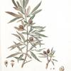 Pyrus salicifolia;  grusha lokhovaia [Pear]
