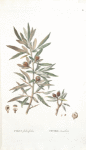 Pyrus salicifolia;  grusha lokhovaia [Pear]