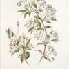 Pyrus baccata;  Iablochki sibirskie [Siberian apples]