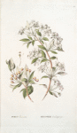 Pyrus baccata;  Iablochki sibirskie [Siberian apples]