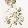 Crataegus sanguinea; Boiaryshnik sibirskoi  [Siberian hawthorn]