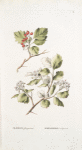 Crataegus sanguinea; Boiaryshnik sibirskoi  [Siberian hawthorn]