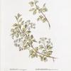 Crataegus monogyna; Boiaryshnik melkolistnoi [Small-leafed hawthorn]