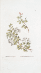 Crataegus monogyna; Boiaryshnik melkolistnoi [Small-leafed hawthorn]