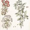 Mespilus 1. Communis 2. Pyracantha;  1. Chishkovoe derevtso 2. Tern iagodnoi [Berry blackthorn]