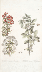 Mespilus 1. Communis 2. Pyracantha;  1. Chishkovoe derevtso 2. Tern iagodnoi [Berry blackthorn]
