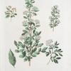 Spirea chamaedrifolia;  Tavolga dubolistnaia  [Oak-leafed meadow-sweet]