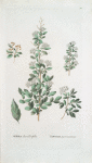 Spirea chamaedrifolia;  Tavolga dubolistnaia  [Oak-leafed meadow-sweet]