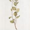 Spirea betulifolia; Tavolga berezolistnaia [birch- leafed meadow-sweet]