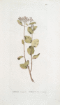 Spirea betulifolia; Tavolga berezolistnaia [birch- leafed meadow-sweet]