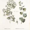 Spirea trilobata;  Tavolga kalinolistnaia  [Guelder rose- leafed meadow-sweet]