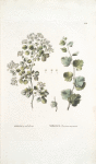 Spirea trilobata;  Tavolga kalinolistnaia  [Guelder rose- leafed meadow-sweet]