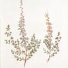 Spirea thalictroides;  Tavolga kamennaia  [Stony meadow-sweet]