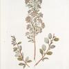 Spirea crenata;  Tavolga seraia   [Gray meadow-sweet]