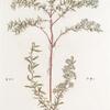 Spirea alpina;  Tavolga soposhnaia  [Volcano meadow-sweet]