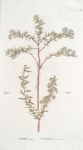 Spirea alpina;  Tavolga soposhnaia  [Volcano meadow-sweet]