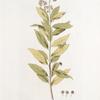 Spirea salicifolia, major;  Tavolga ivolistnaia bol’shaia  [Willow-leafed big meadow-sweet]