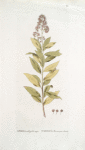 Spirea salicifolia, major;  Tavolga ivolistnaia bol’shaia  [Willow-leafed big meadow-sweet]