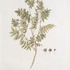 Spirea sorbifolia, variet. Alpina pygmea; Tavolga riabinolistnaia, gornaia [Rowan tree-leafed mountain meadow-sweet]