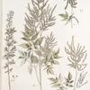 Spirea aruncus;  Donnik kolosistoi [Full of ears melilot]