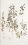 Spirea aruncus;  Donnik kolosistoi [Full of ears melilot]
