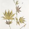 Spirea palmata; Donnik  sibirskoi [Siberian melilot]