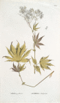 Spirea palmata; Donnik  sibirskoi [Siberian melilot]
