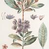 Rhododendron ponticum;  P’ianishnik bol’shoi